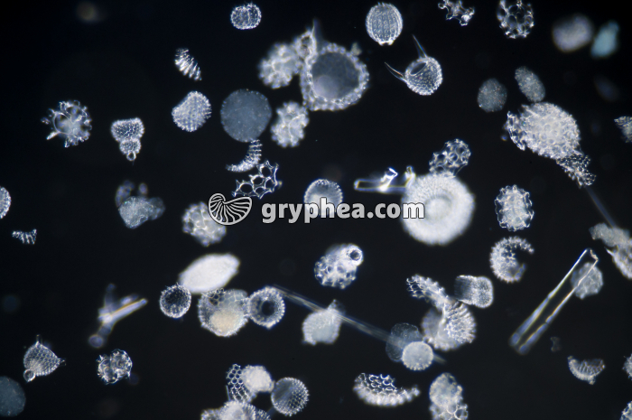 Radiolaires x10 - gryphea.org